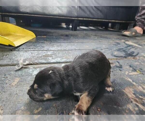 Medium Photo #1 Huskies -Unknown Mix Puppy For Sale in Houston, TX, USA