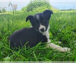 Puppy Wendy Border Collie