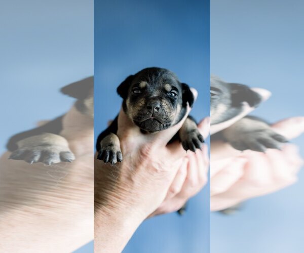 Medium Photo #2 Doberman Pinscher Puppy For Sale in Rancho Cordova, CA, USA