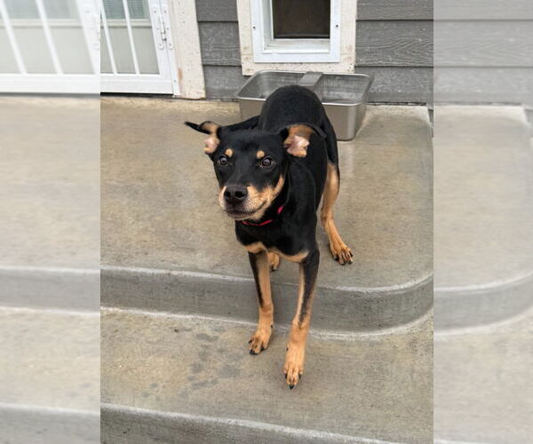 Medium Photo #2 Australian Kelpie-Dachshund Mix Puppy For Sale in Salt Lake City, UT, USA