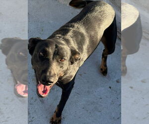 Tess (Courtesy Post) - Adopt Me! - Female Labrador Retriever-Unknown Mix Dog for Adoption - Photo #6