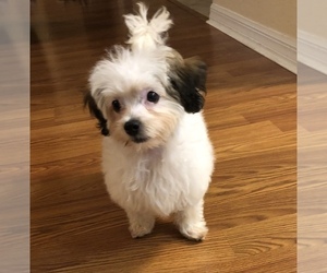 Lhasa Apso-Poodle (Toy) Mix Puppy for sale in SUMMERFIELD, FL, USA