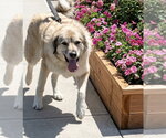 Small #3 Great Pyrenees Mix