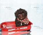 Small #3 Poodle (Toy)