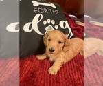 Small Photo #1 Dachshund Puppy For Sale in WELLINGTON, AL, USA