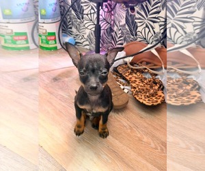 Chihuahua-Unknown Mix Dogs for adoption in Kannapolis, NC, USA