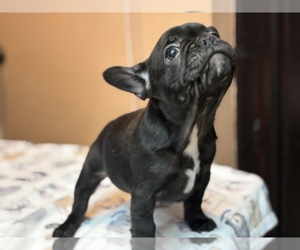 Medium Photo #4 French Bulldog Puppy For Sale in RIALTO, CA, USA