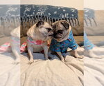 Small #4 Pug