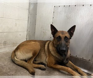 Mutt Dogs for adoption in San Bernardino, CA, USA