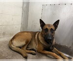 FELIX - Male Mutt Dog for Adoption - Small photo