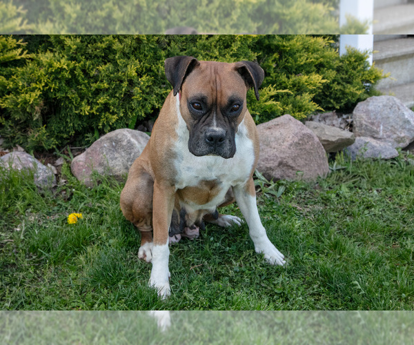 Medium Photo #1 Boxer Puppy For Sale in SHILOH, OH, USA