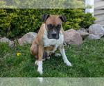 Small Photo #1 Boxer Puppy For Sale in SHILOH, OH, USA