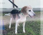 Small Photo #10 Beagle Puppy For Sale in Valrico, FL, USA