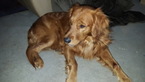Small Photo #1 Golden Retriever Puppy For Sale in HAVERHILL, MA, USA