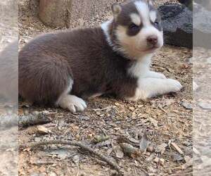 Siberian Husky Puppy for sale in OLD FORT, TN, USA