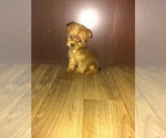 Puppy 2 Yorkshire Terrier