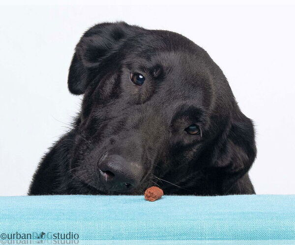 Medium Photo #3 Labrador Retriever-Unknown Mix Puppy For Sale in Tampa, FL, USA