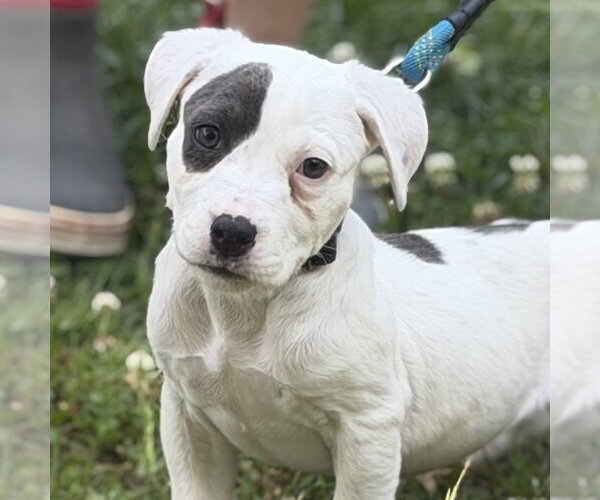 Medium Photo #1 Labrador Retriever Puppy For Sale in Yardley, PA, USA