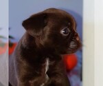 Small Brussels Griffon