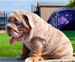 English Bulldog Puppy for sale in DALLAS, TX, USA