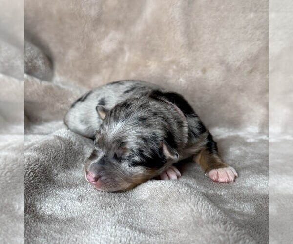 Medium Photo #4 Australian Shepherd Puppy For Sale in HENRICO, VA, USA