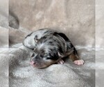 Small #3 Australian Shepherd
