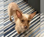Small Chihuahua Mix