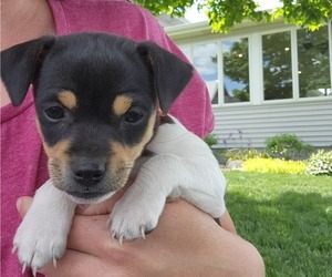 Rat Terrier Puppy for sale in MILFORD, IN, USA