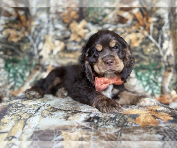 Medium Photo #6 Cocker Spaniel Puppy For Sale in LAKELAND, FL, USA