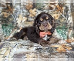Small #5 Cocker Spaniel