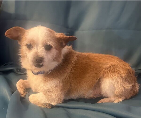 Medium Photo #12 Mutt Puppy For Sale in San Diego, CA, USA