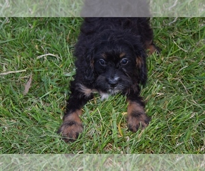 Cavapoo Puppy for sale in BARNESVILLE, KS, USA