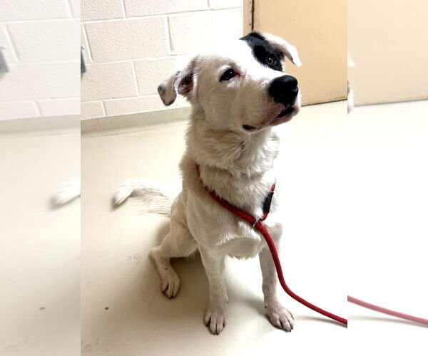Medium Photo #7 Great Pyrenees-Unknown Mix Puppy For Sale in Greenbelt, MD, USA