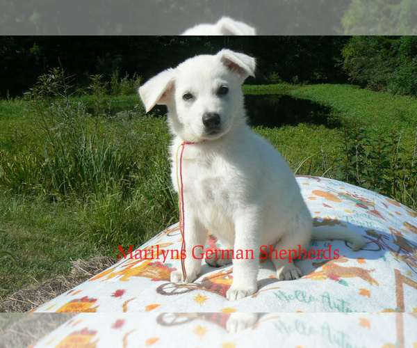 Medium Photo #1 German Shepherd Dog Puppy For Sale in PIEDMONT, MO, USA