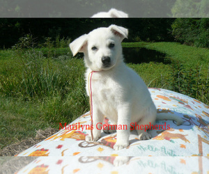 German Shepherd Dog Puppy for Sale in PIEDMONT, Missouri USA