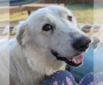Small #4 Great Pyrenees