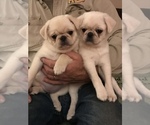 Small Photo #5 Pug Puppy For Sale in BELPRE, OH, USA