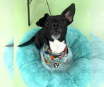 Small #2 Chiweenie