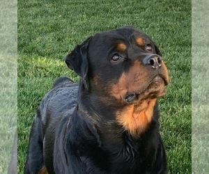 Father of the Rottweiler puppies born on 08/04/2021