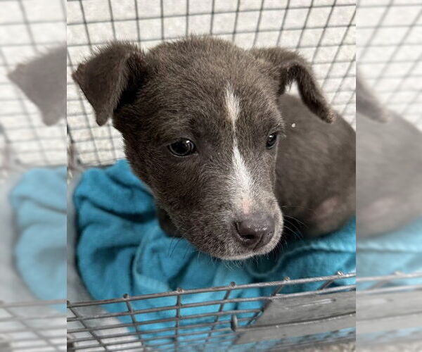 Medium Photo #1 American Pit Bull Terrier-Unknown Mix Puppy For Sale in Pasadena, TX, USA