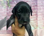 Small #1 Mastiff Mix