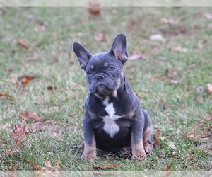 French Bulldog Puppy for sale in DETROIT, MI, USA