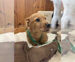 Small #1 Mutt