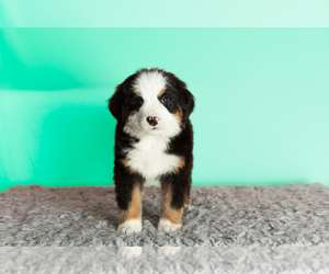 Miniature Australian Shepherd Puppy for sale in WOLCOTTVILLE, IN, USA