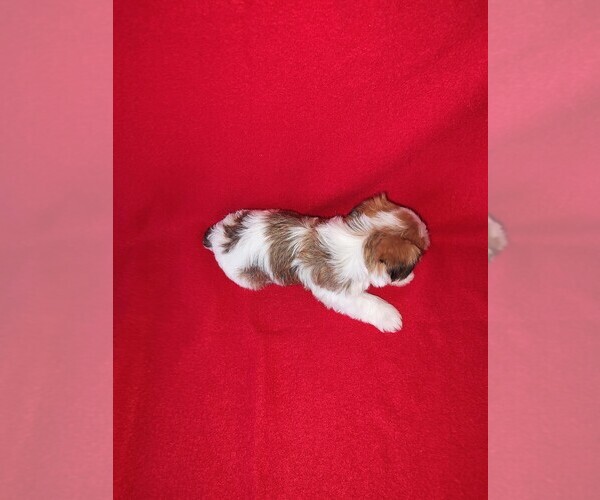 Medium Photo #9 Morkie Puppy For Sale in LAPEER, MI, USA