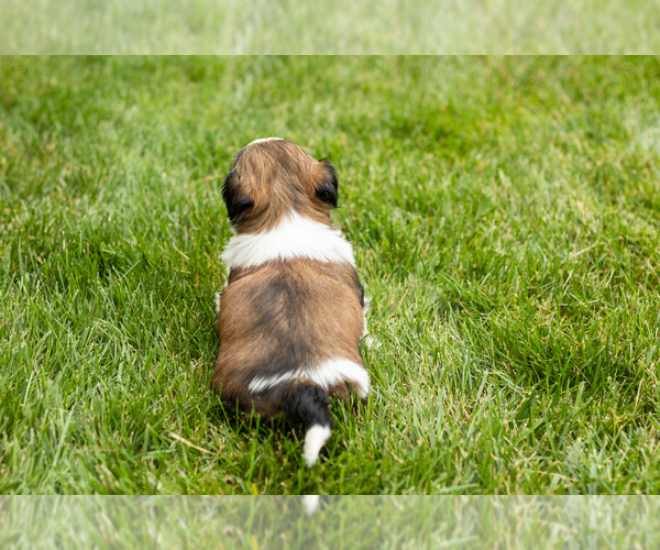 Medium Photo #5 Shih Tzu Puppy For Sale in NAPPANEE, IN, USA