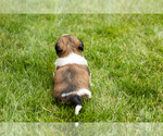Small #4 Shih Tzu