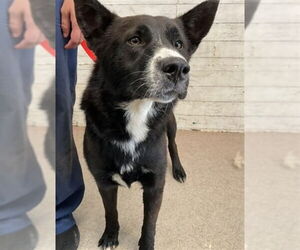 Siberian Husky-Unknown Mix Dogs for adoption in San Bernardino, CA, USA