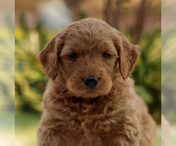 Medium Photo #2 Goldendoodle Puppy For Sale in NEW HOLLAND, PA, USA