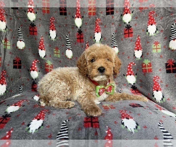 Medium Photo #5 Cock-A-Poo Puppy For Sale in LAKELAND, FL, USA